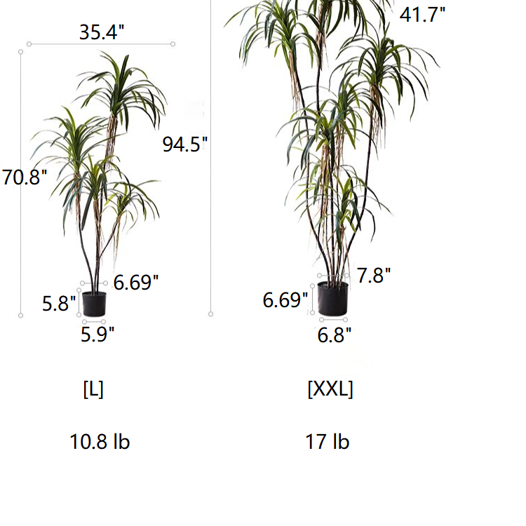 Dracaena Tree | X Large