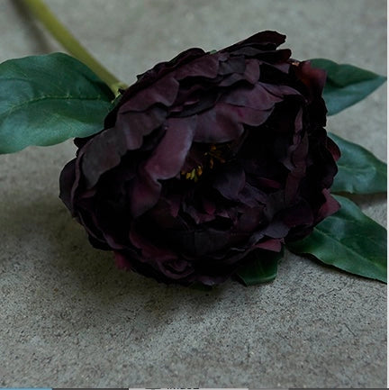 Peony Plum