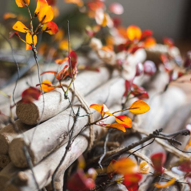 Red Vine Leaf Stem | Autumn Red