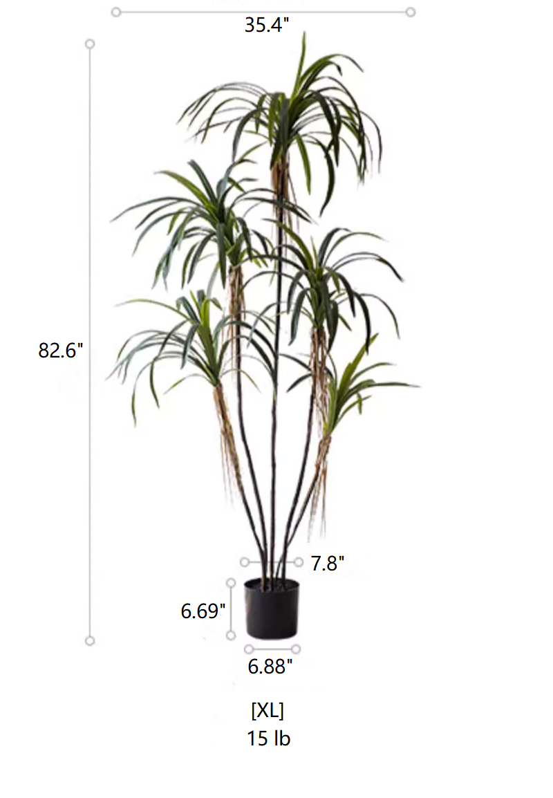 Dracaena Tree | X Large