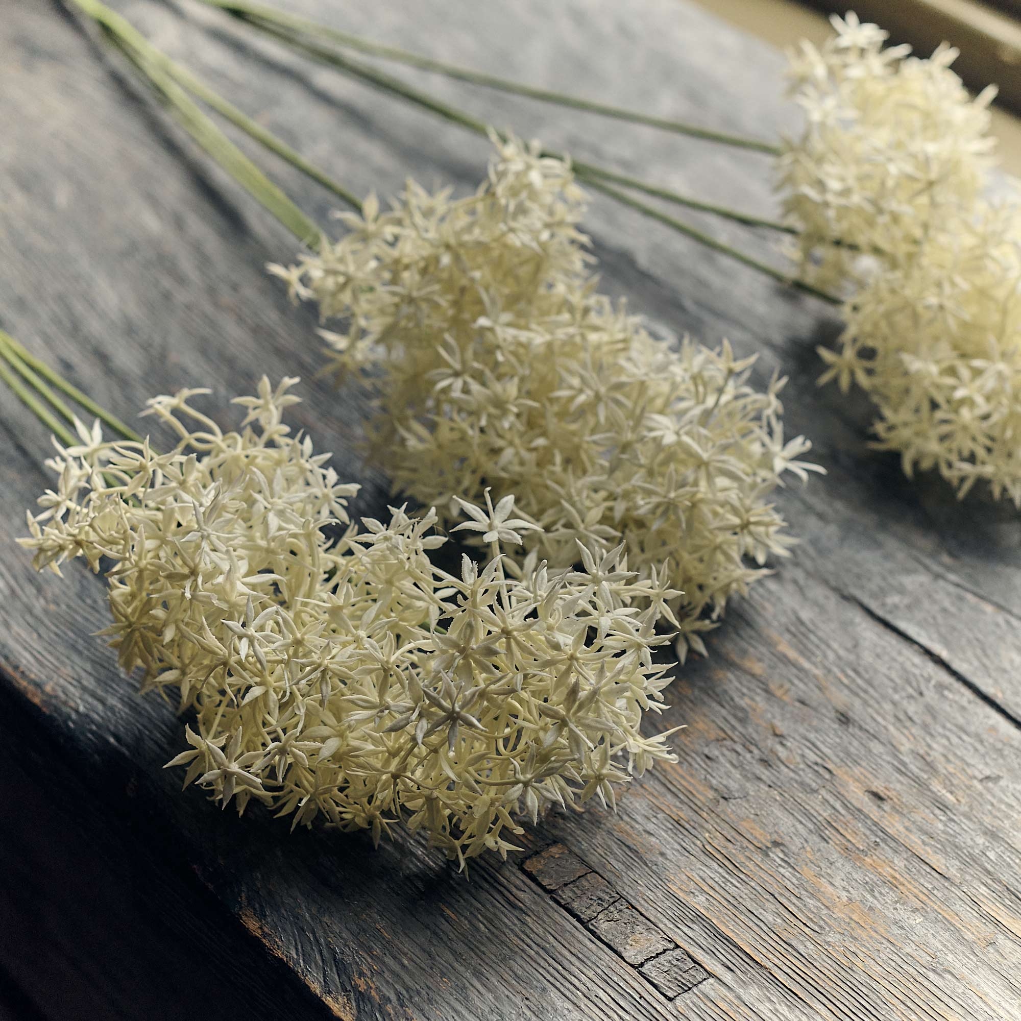 Allium Cream Bunch