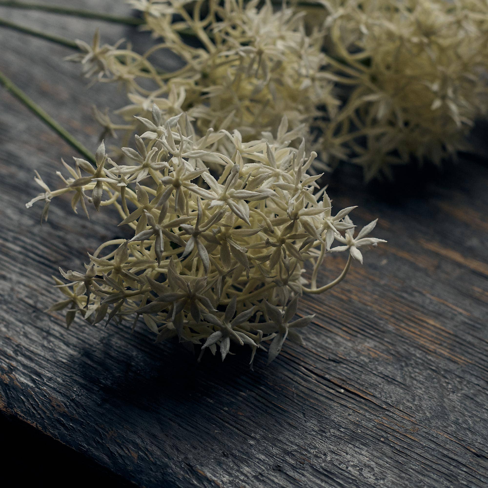 Allium Cream Bunch