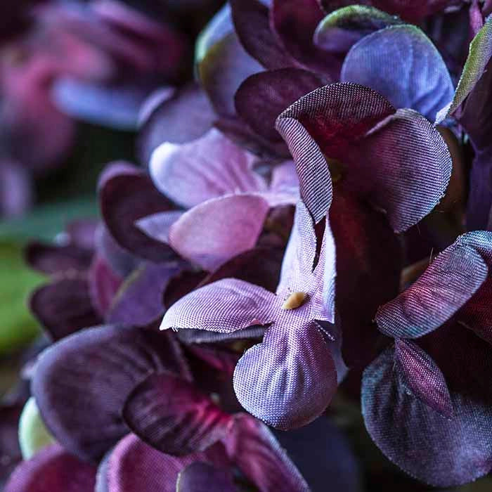 Hydrangea Damson Stem