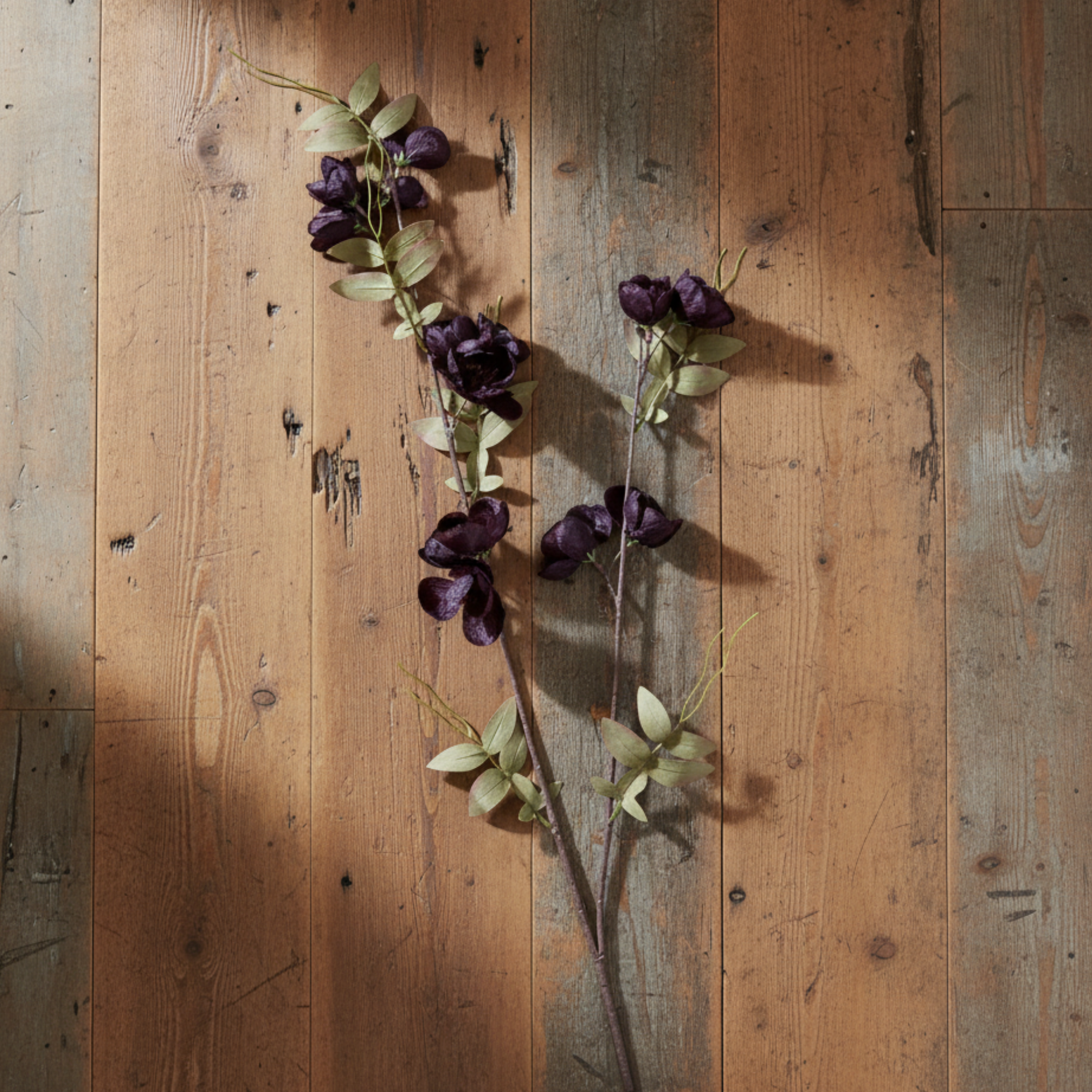 Quince Blossom | Plum