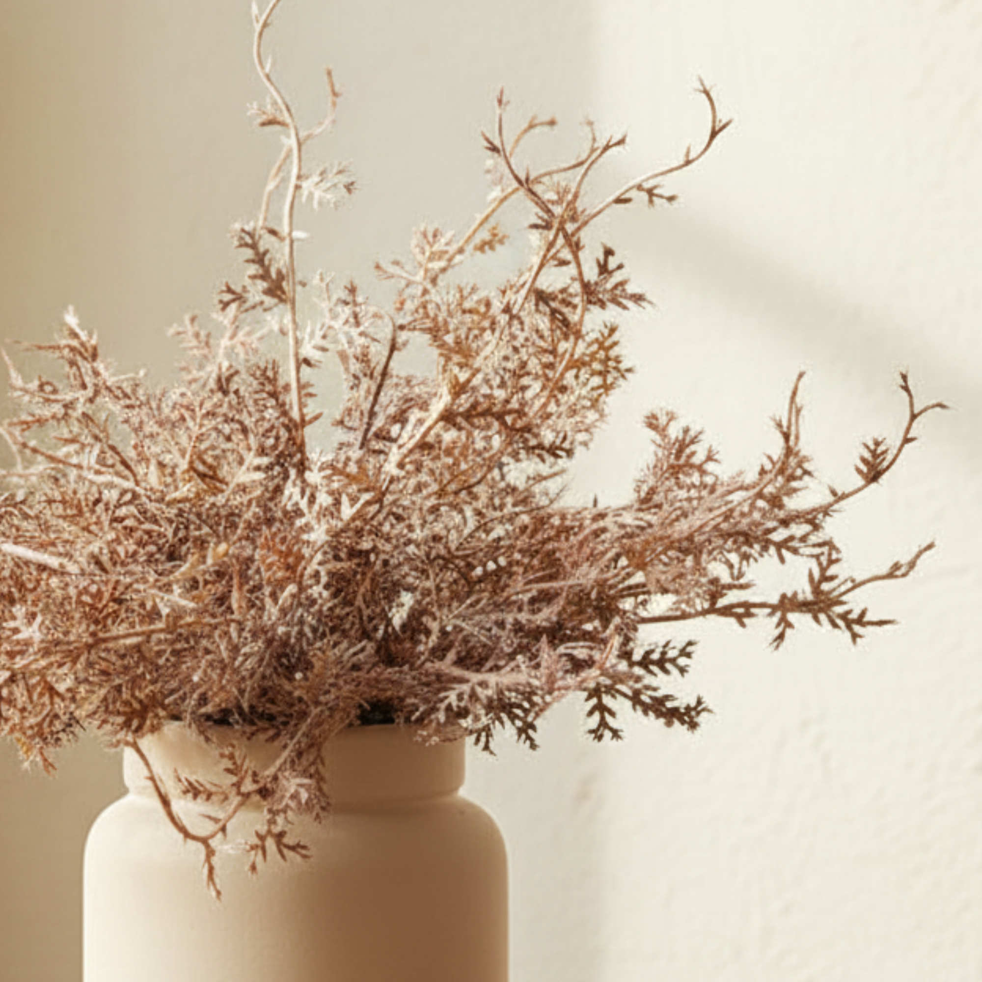 Senecio Cineraria in Pot Rust