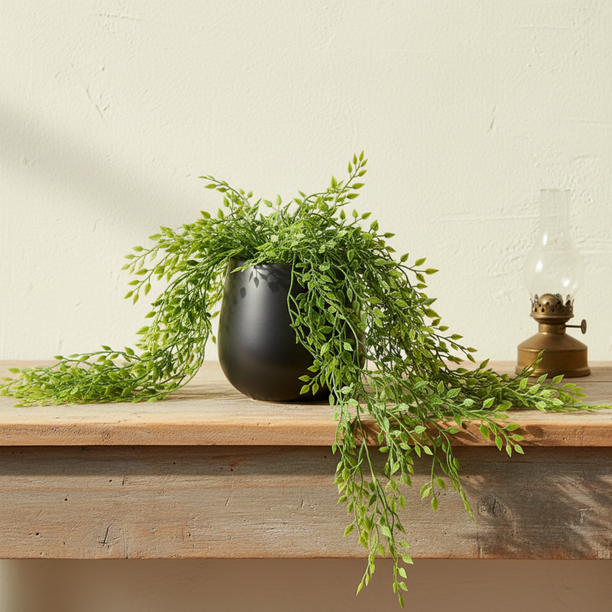 Trailing Milkweed in Pot