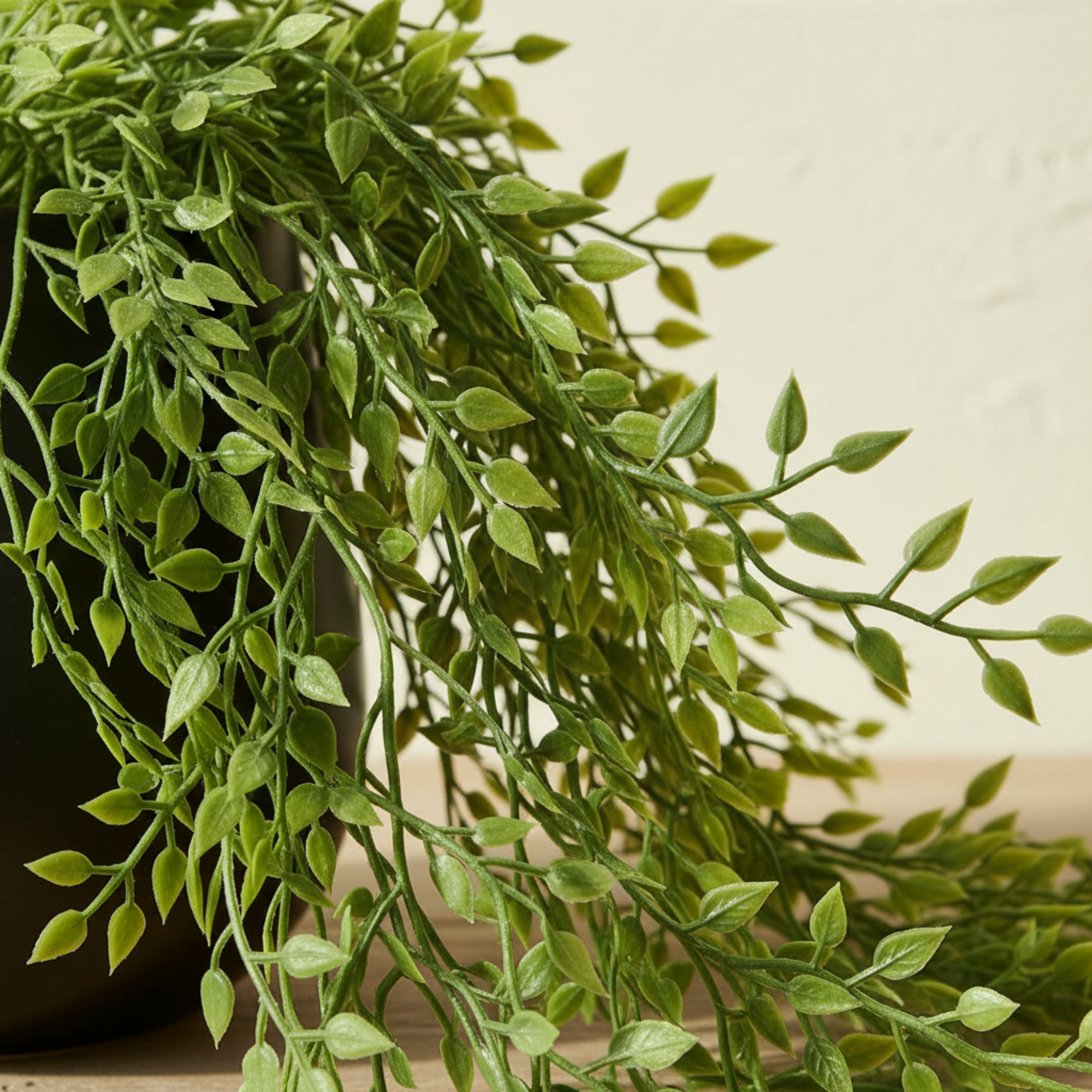 Trailing Milkweed in Pot