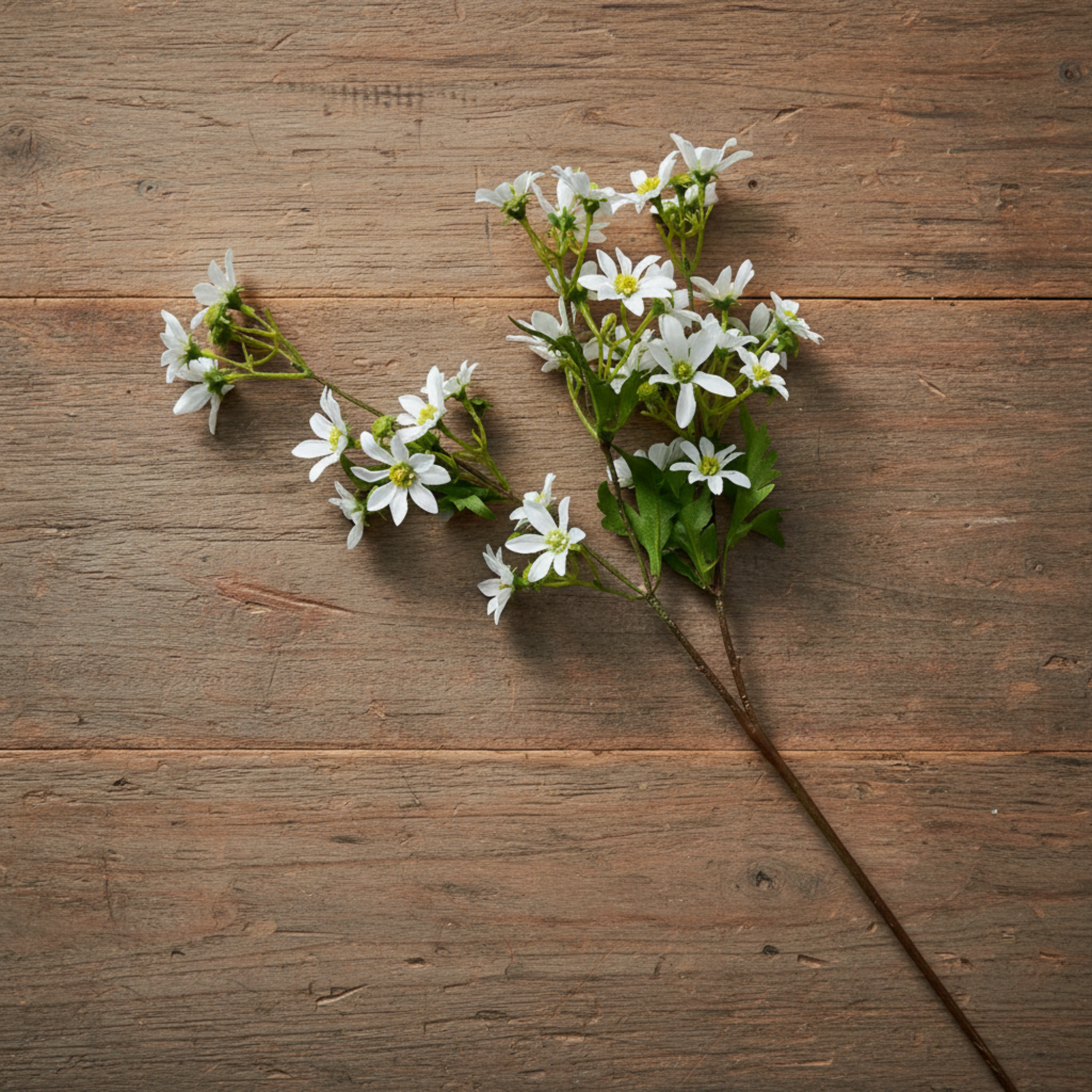 Chamomile Spray | White