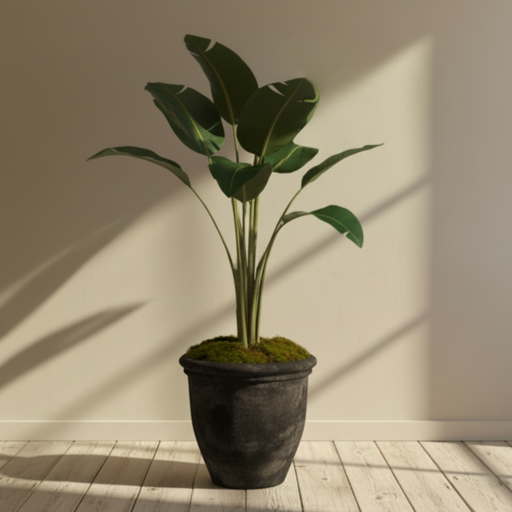 Travellers Palm Tree