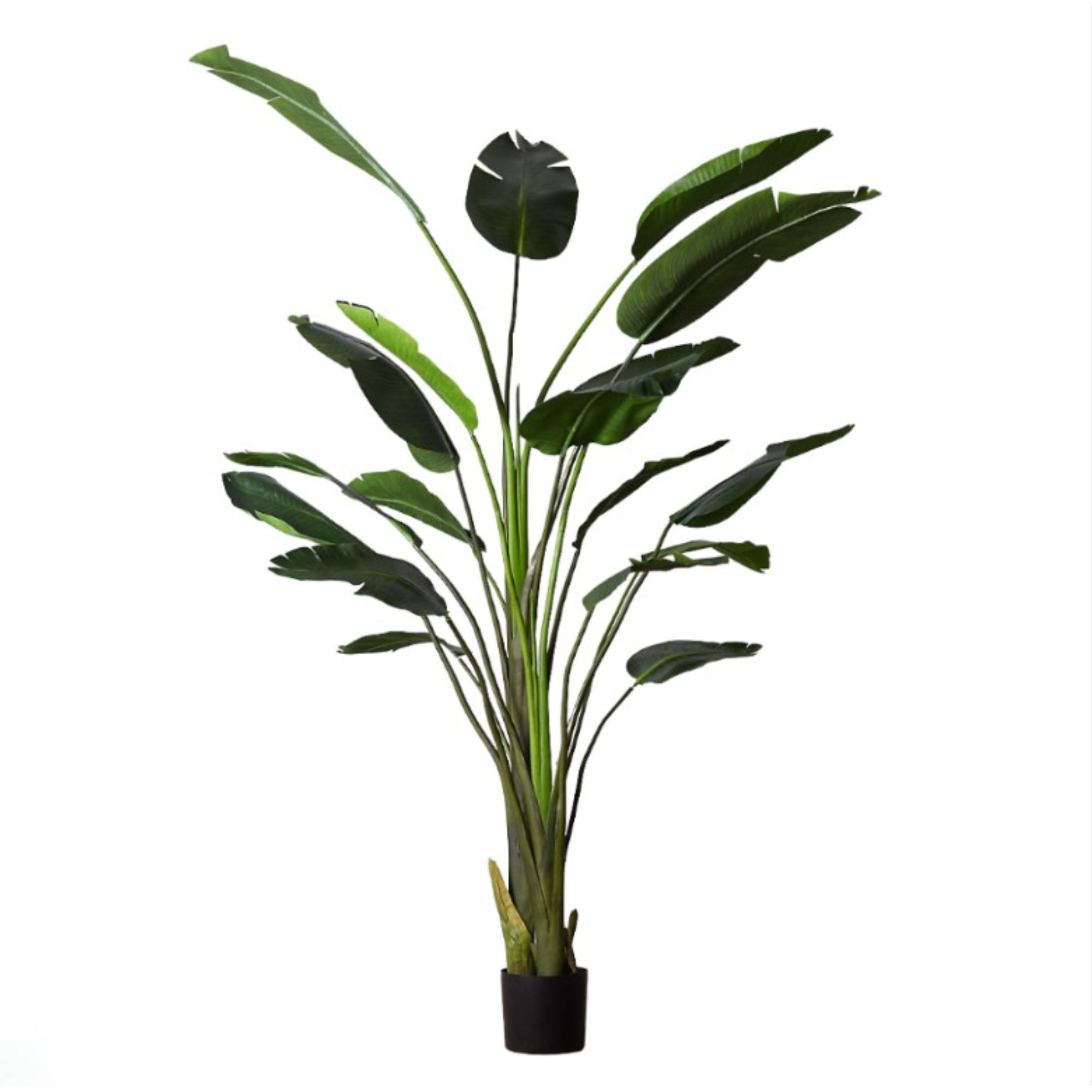 Giant Bird of Paradise Plant