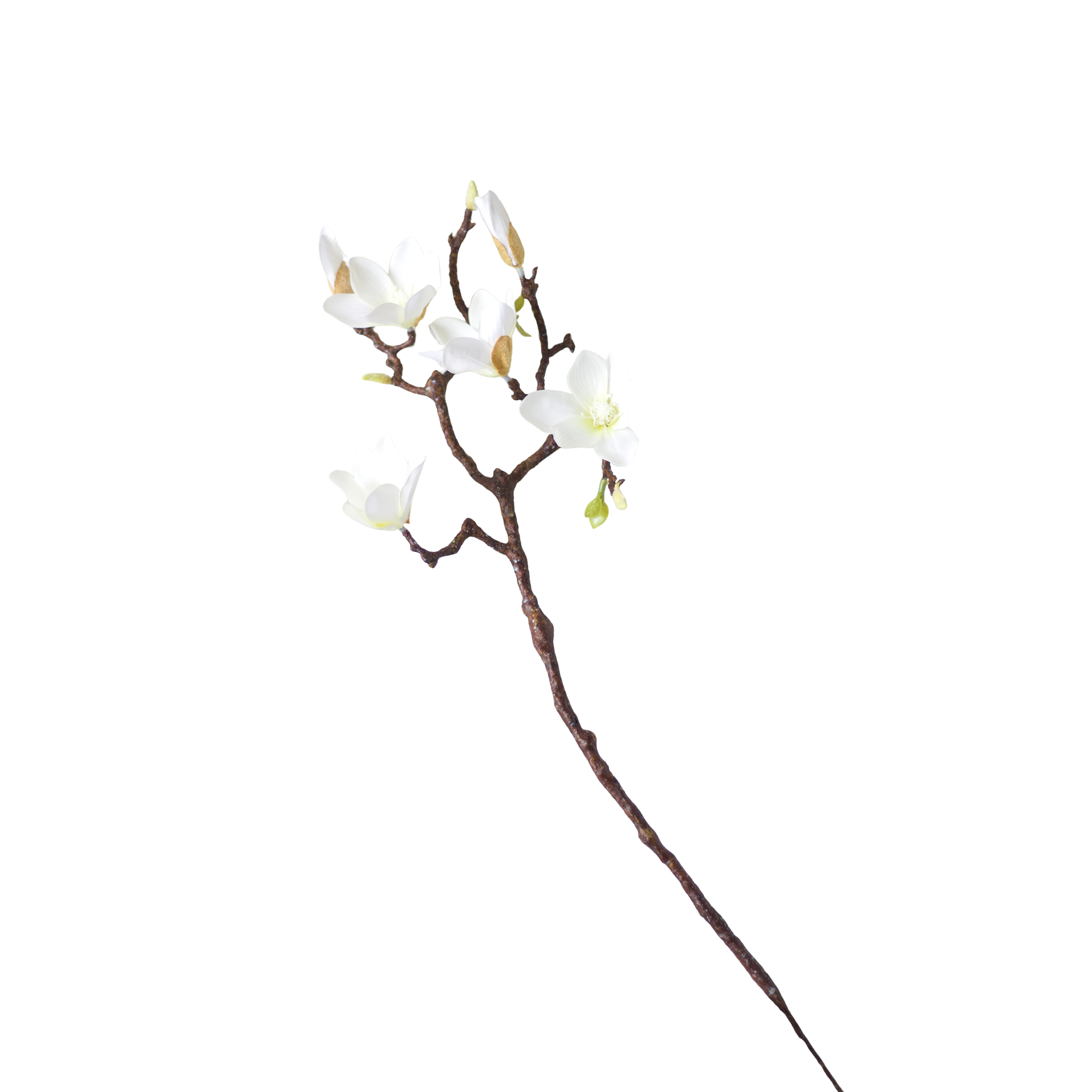 White Magnolia Branch