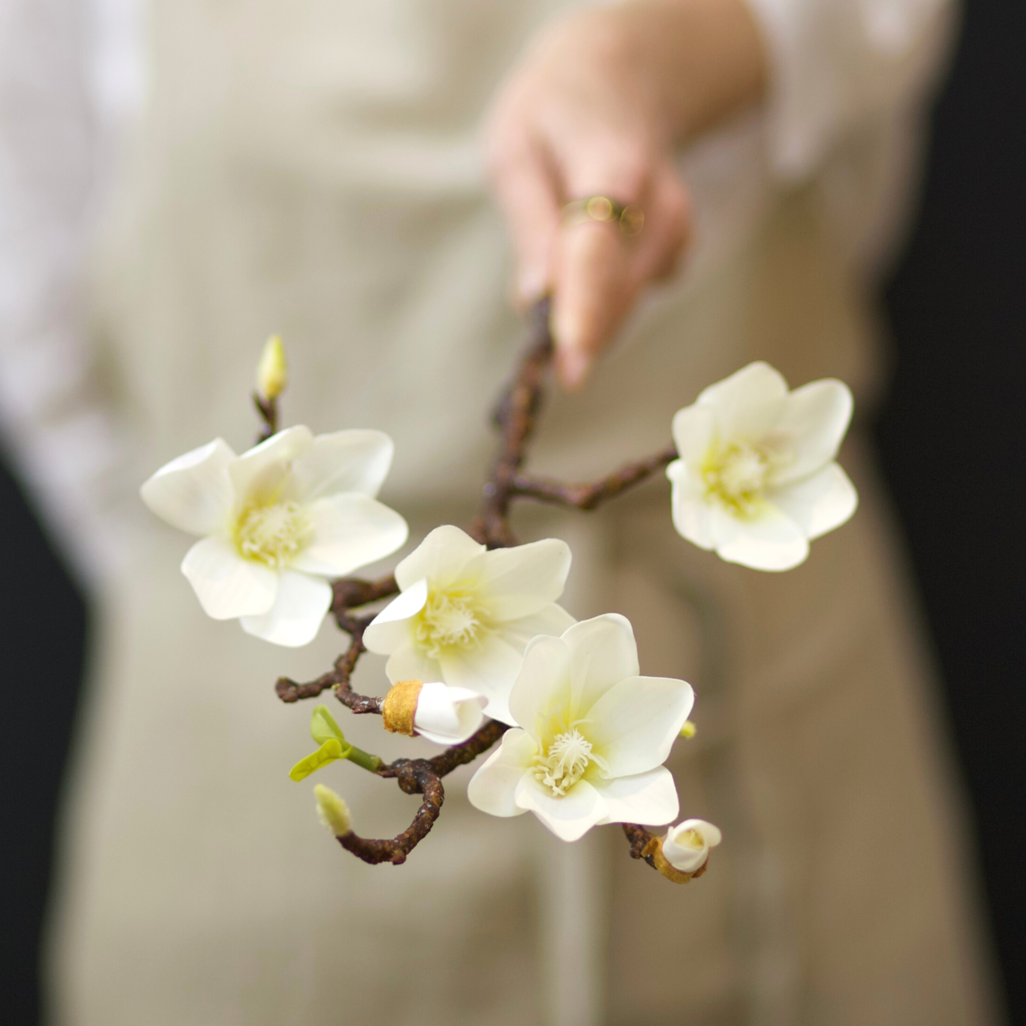 White Magnolia Branch