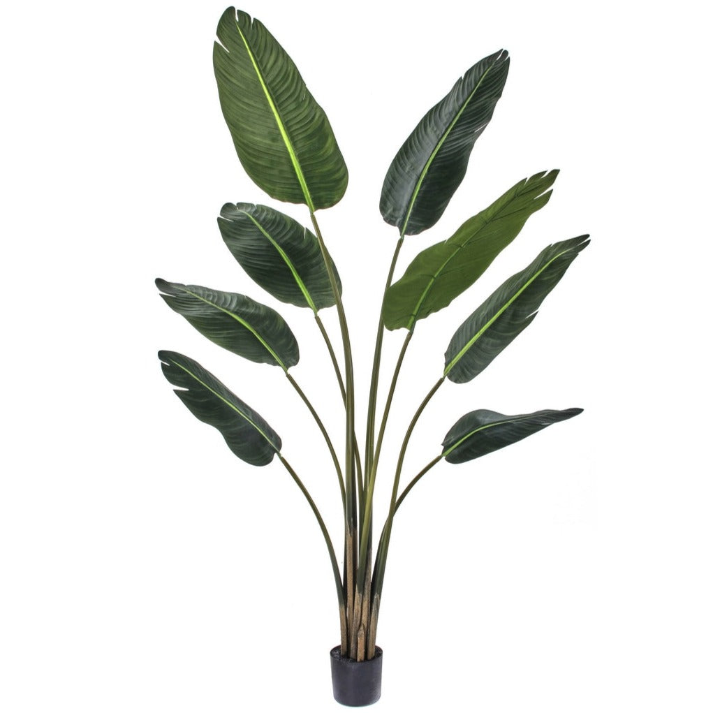 Travellers Palm Tree