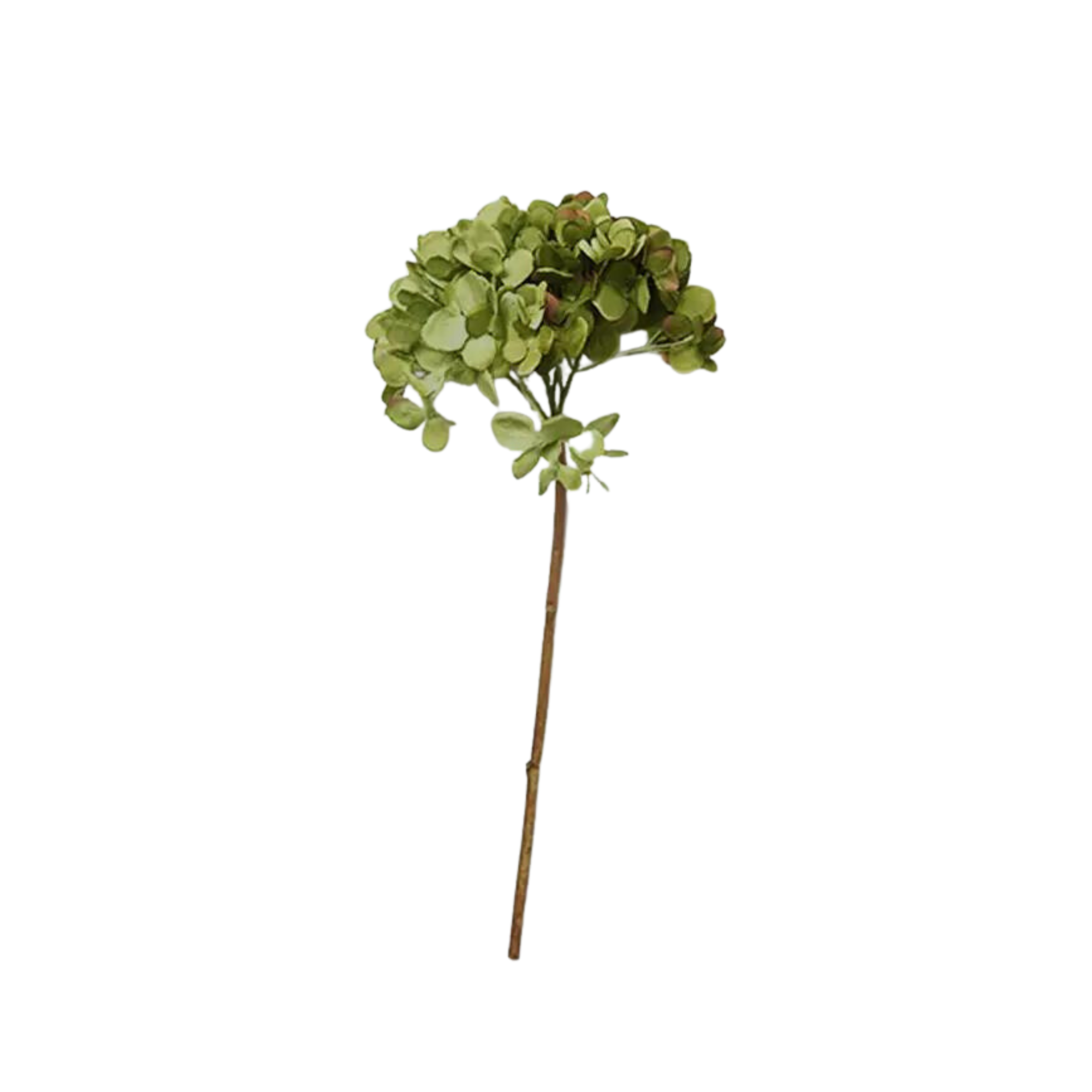 Hydrangea Green Stem