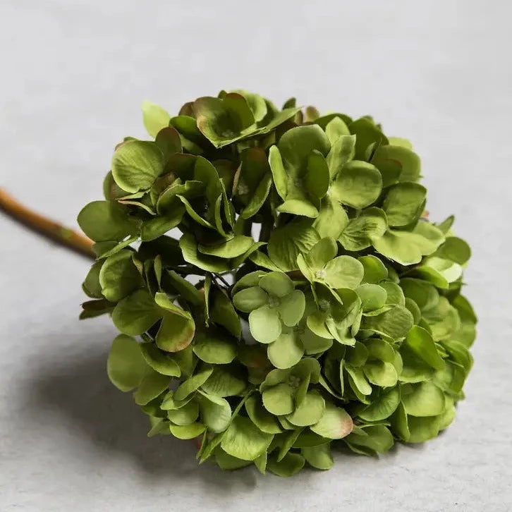 Hydrangea Green Stem
