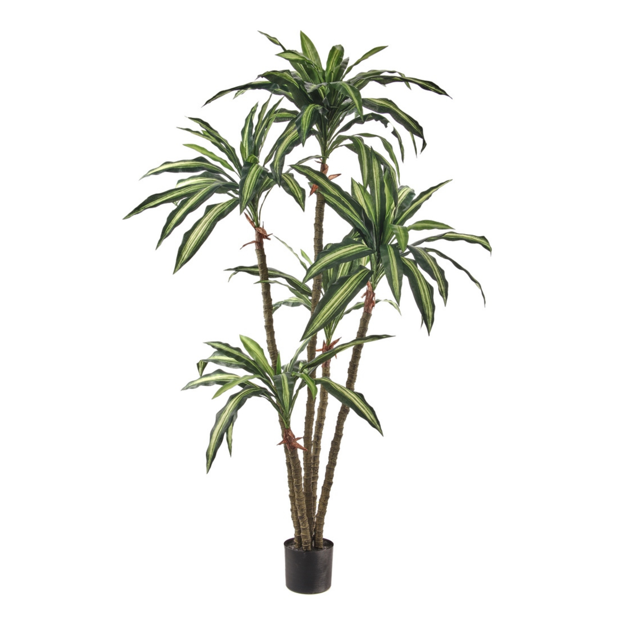 Dracena 72" Plant