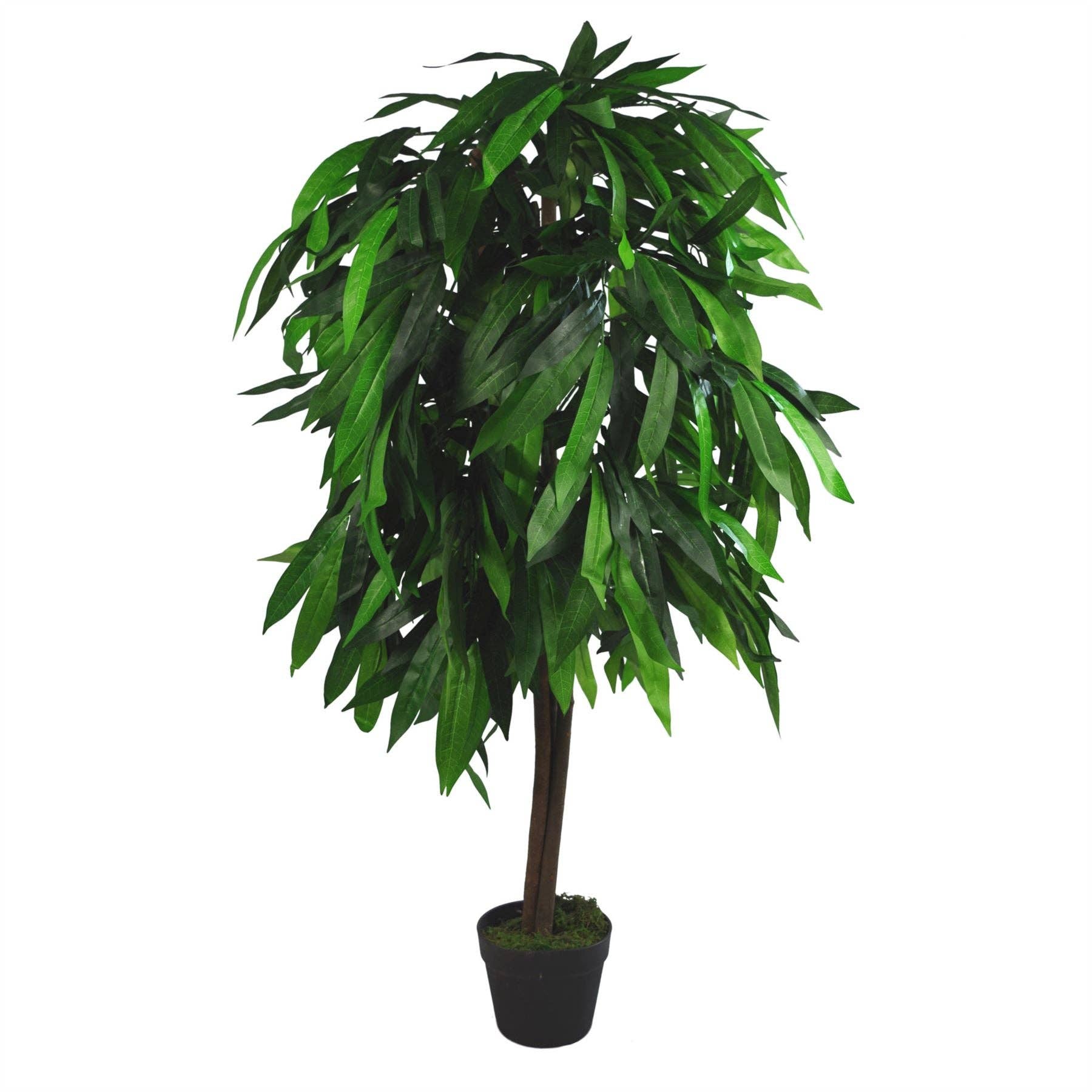 Mango Plant Tree