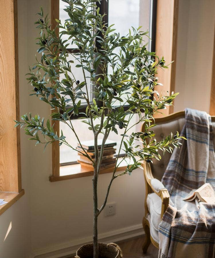 Olive Tree | Large