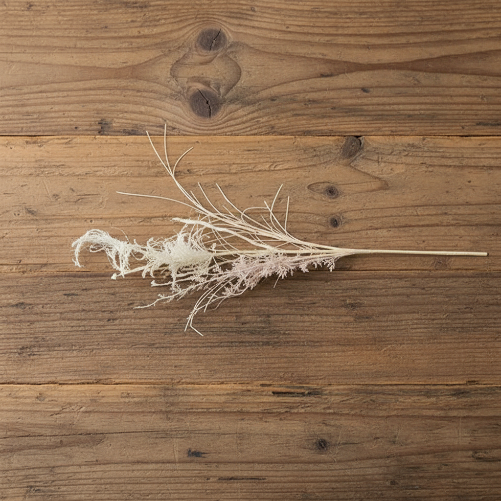 Miscanthus Grass Stem