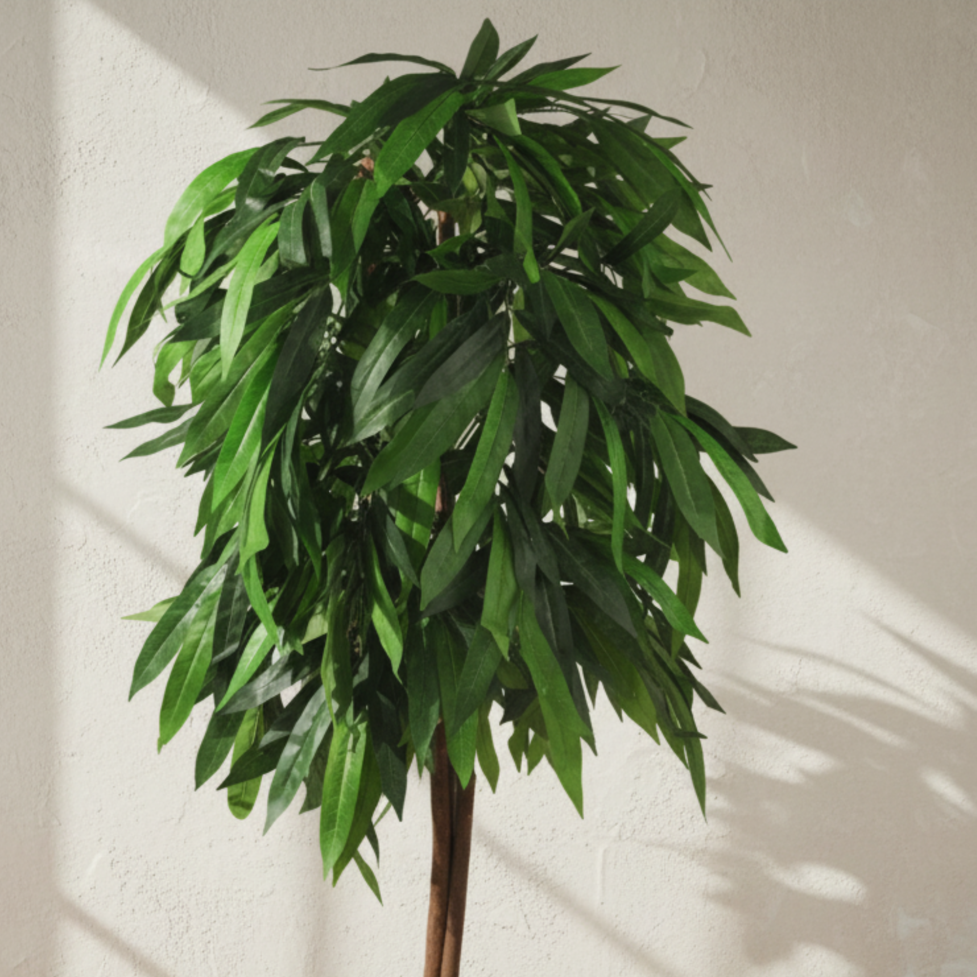Mango Plant Tree