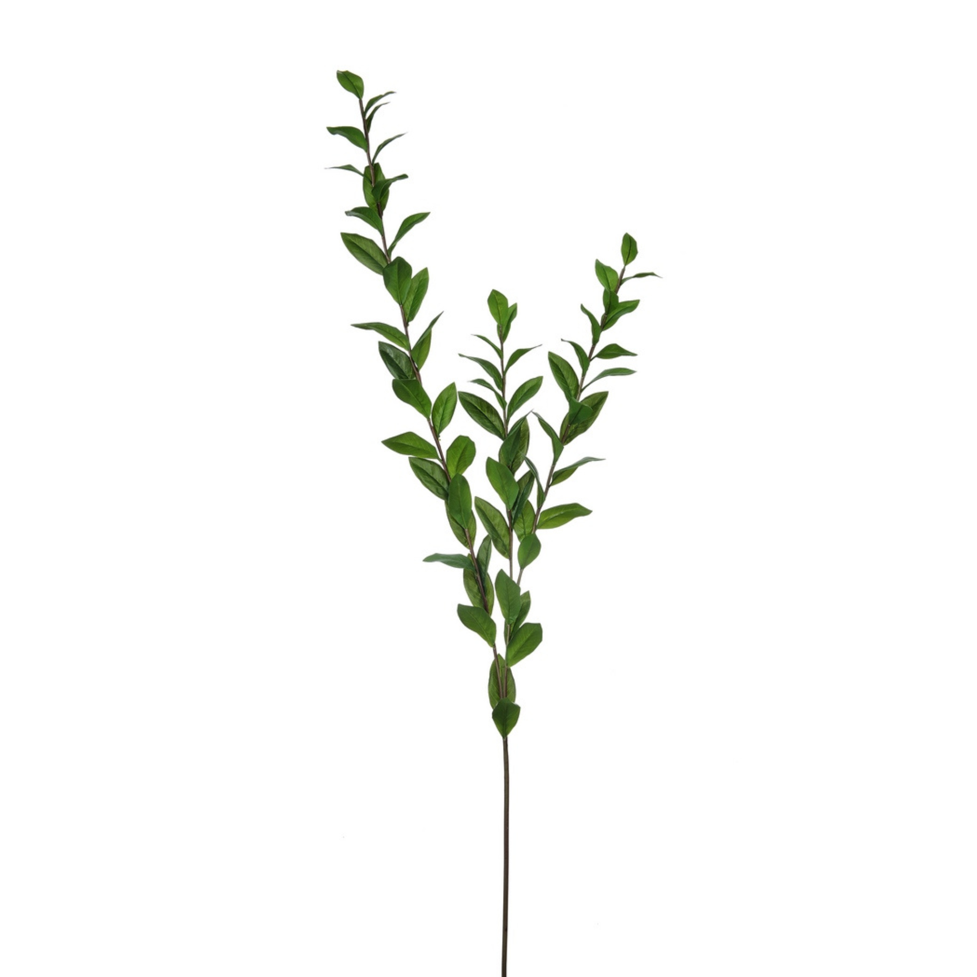 Southern Salal Stem | Green