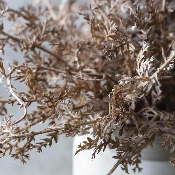 Senecio Cineraria in Pot | Rust