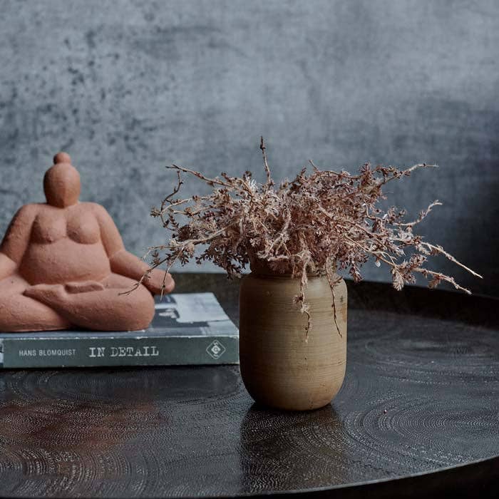 Senecio Cineraria In Pot | Blush