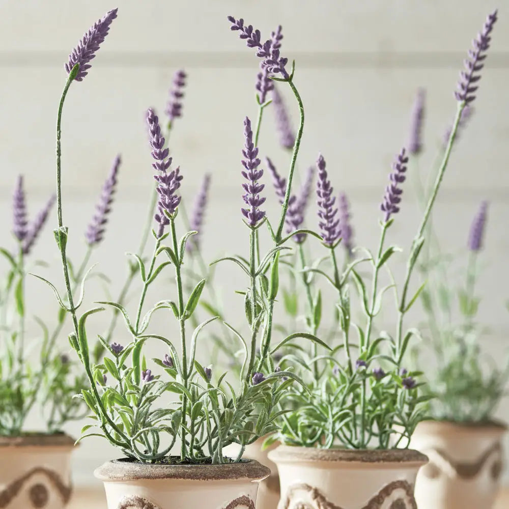 French Lavender Drop-In