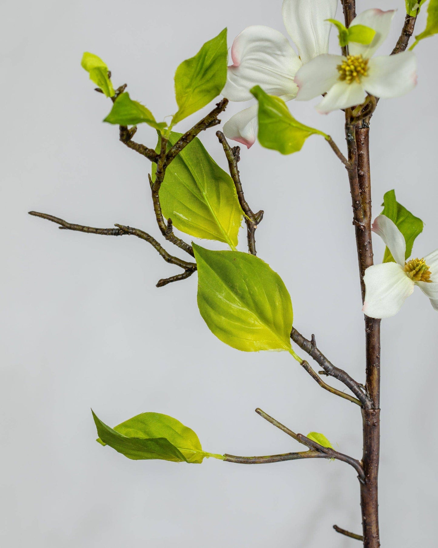 Dogwood Branch