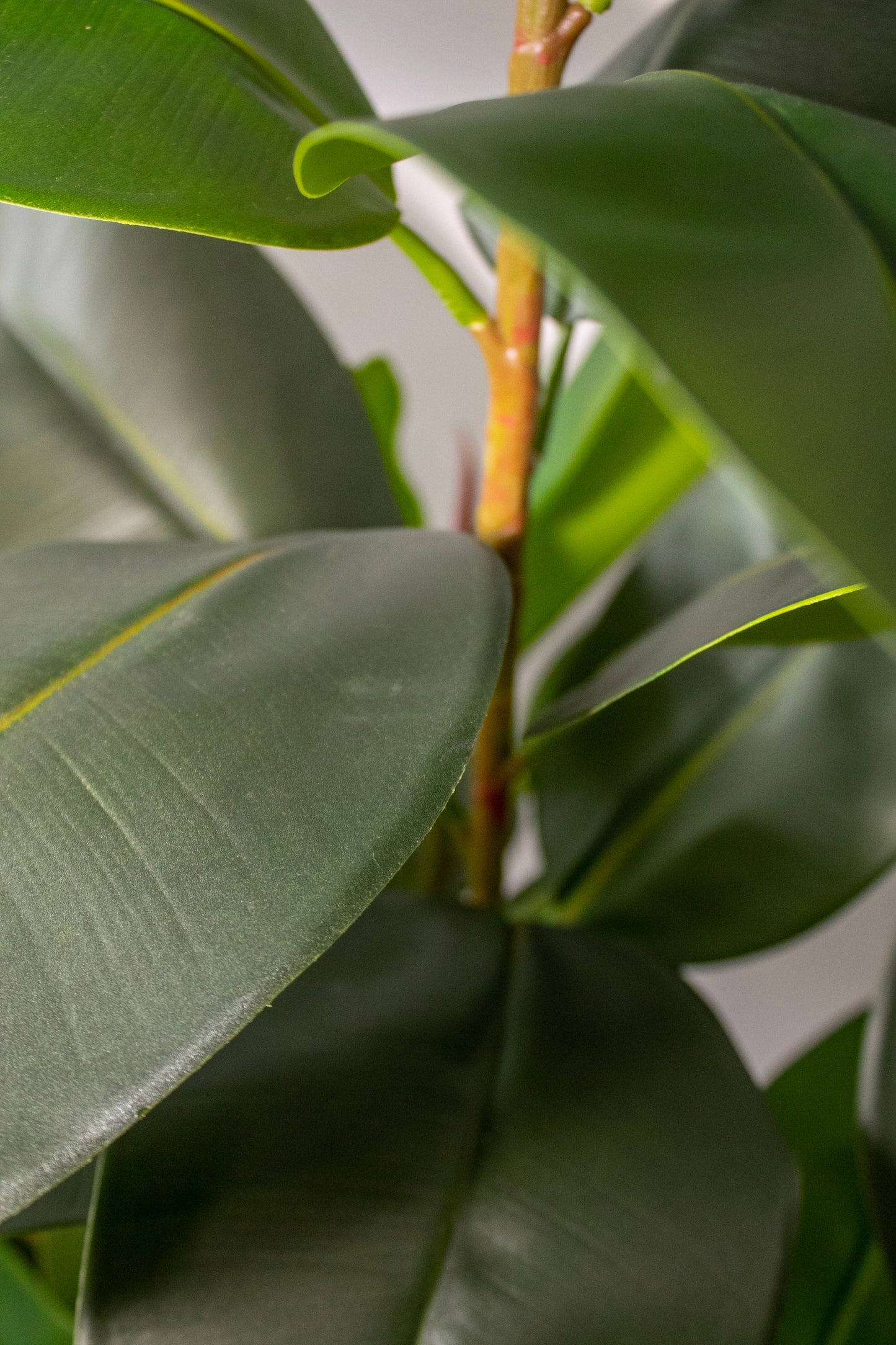 Rubber tree With Black Planter