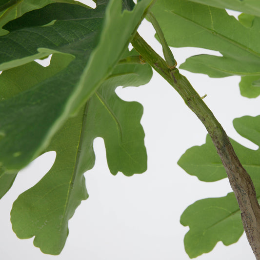 Sycamore tree With Pot