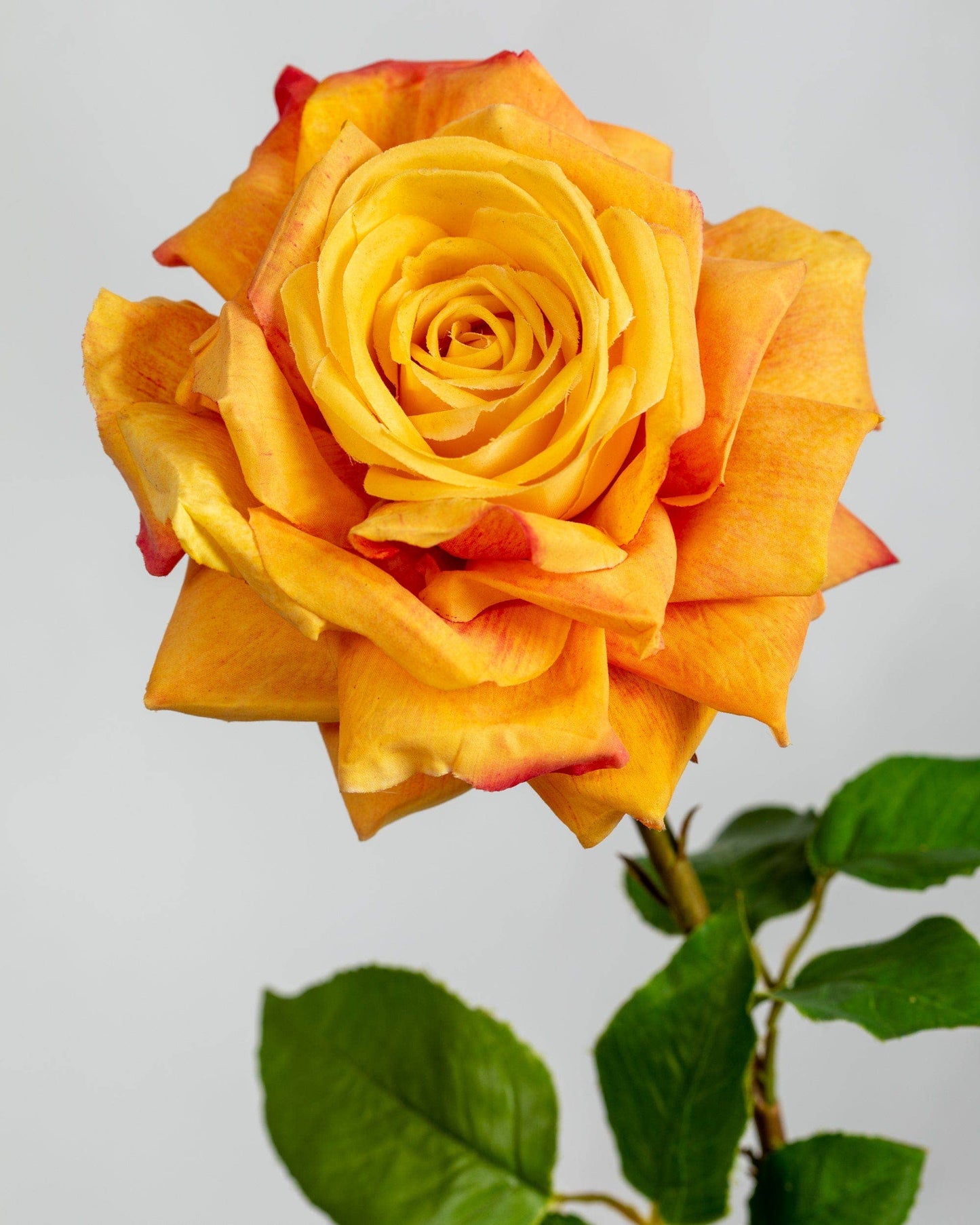 Orange Duchess Rose Stem