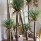 Moroccan Palm Tree | Medium