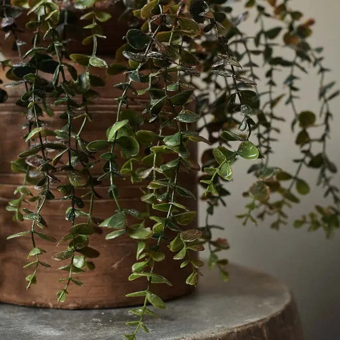 Eucalyptus Stem