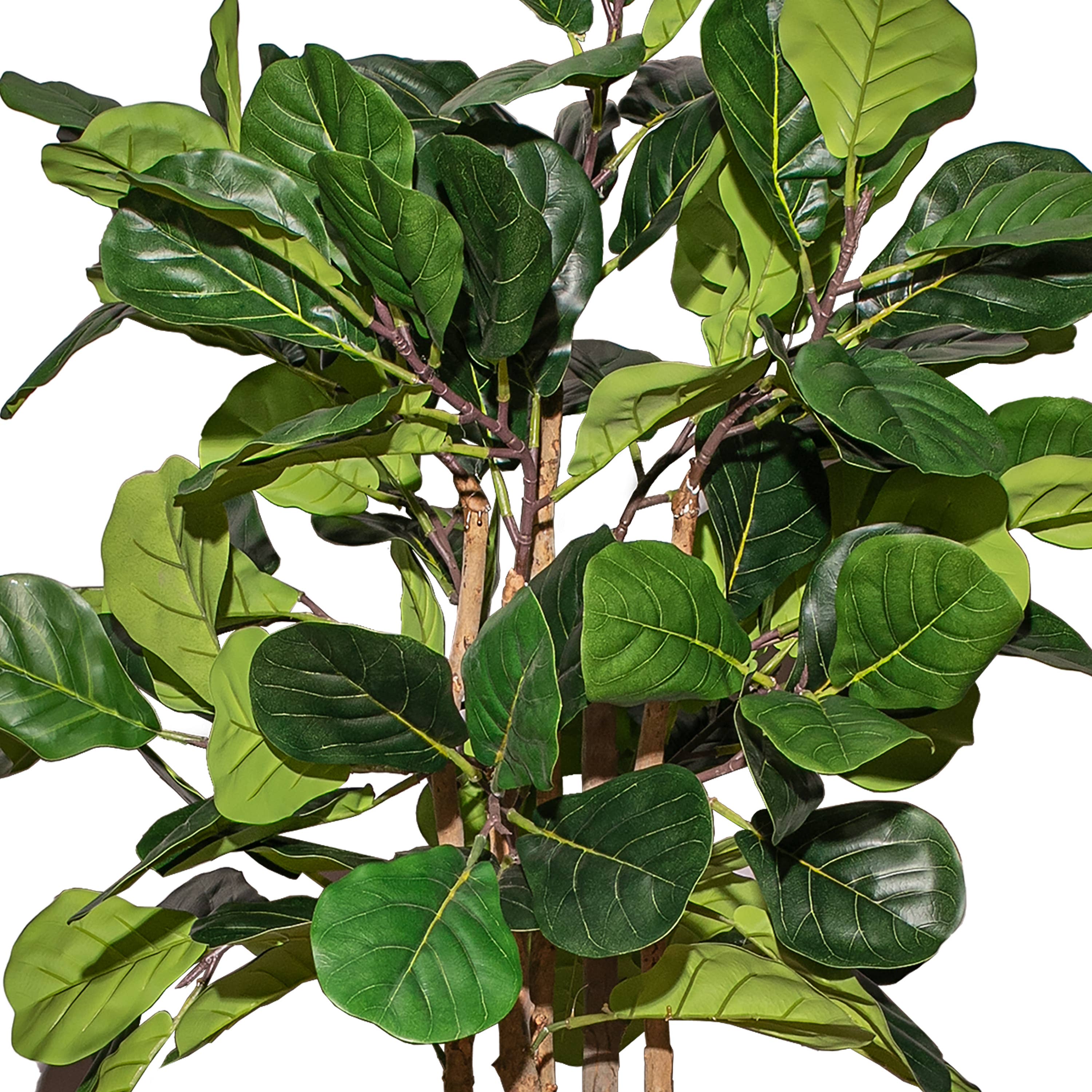 Fig tree With Black Planter
