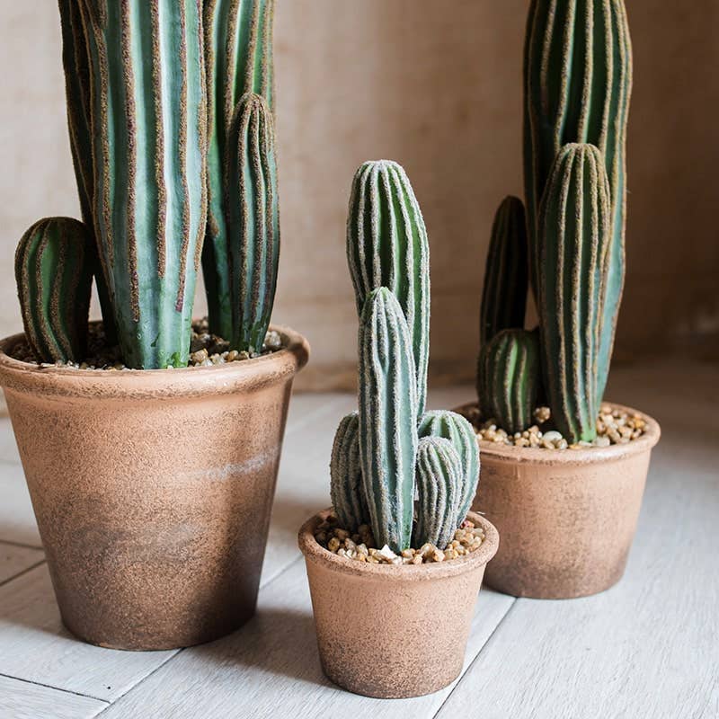 Columnar Cactus | Large