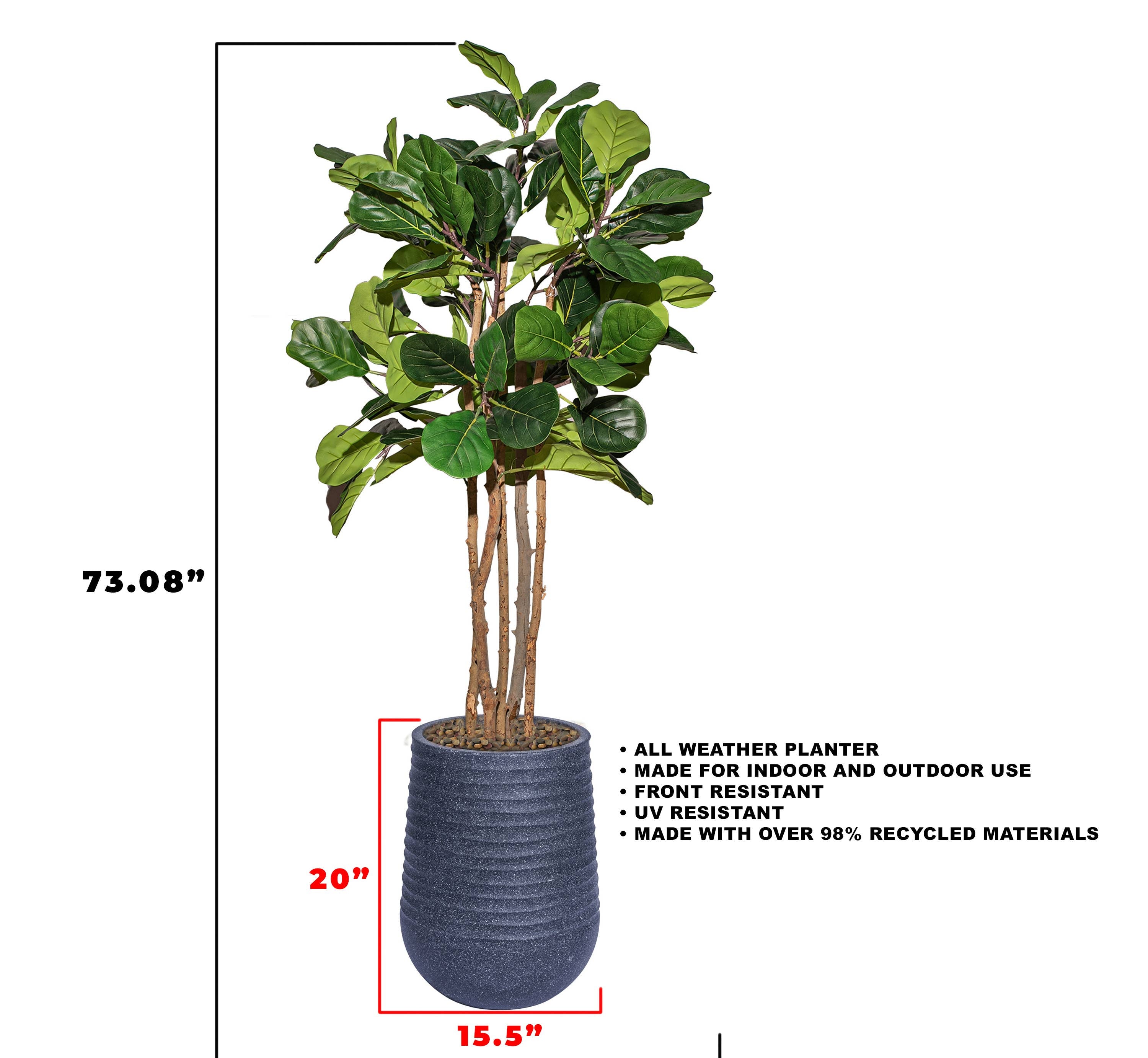 Fig tree With Black Planter