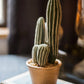 Columnar Cactus | Small