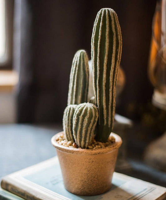 Columnar Cactus | Small