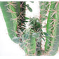 Artificial Cactus Plant