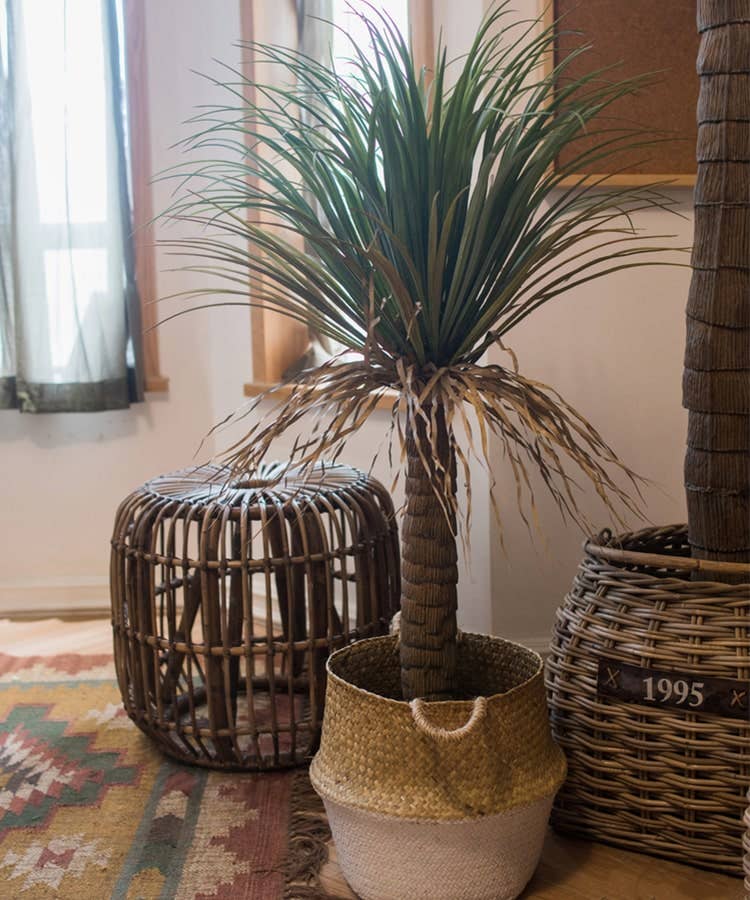 Moroccan Palm Tree | Medium