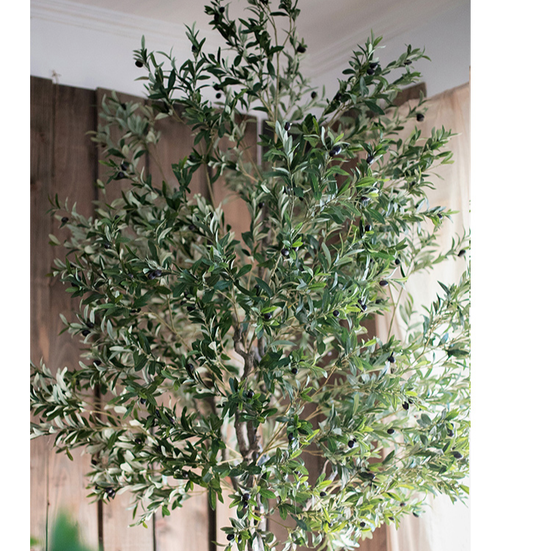 Extra Large Tall Olive Tree | 10"