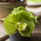 Real Touch Potted Orchid | Green