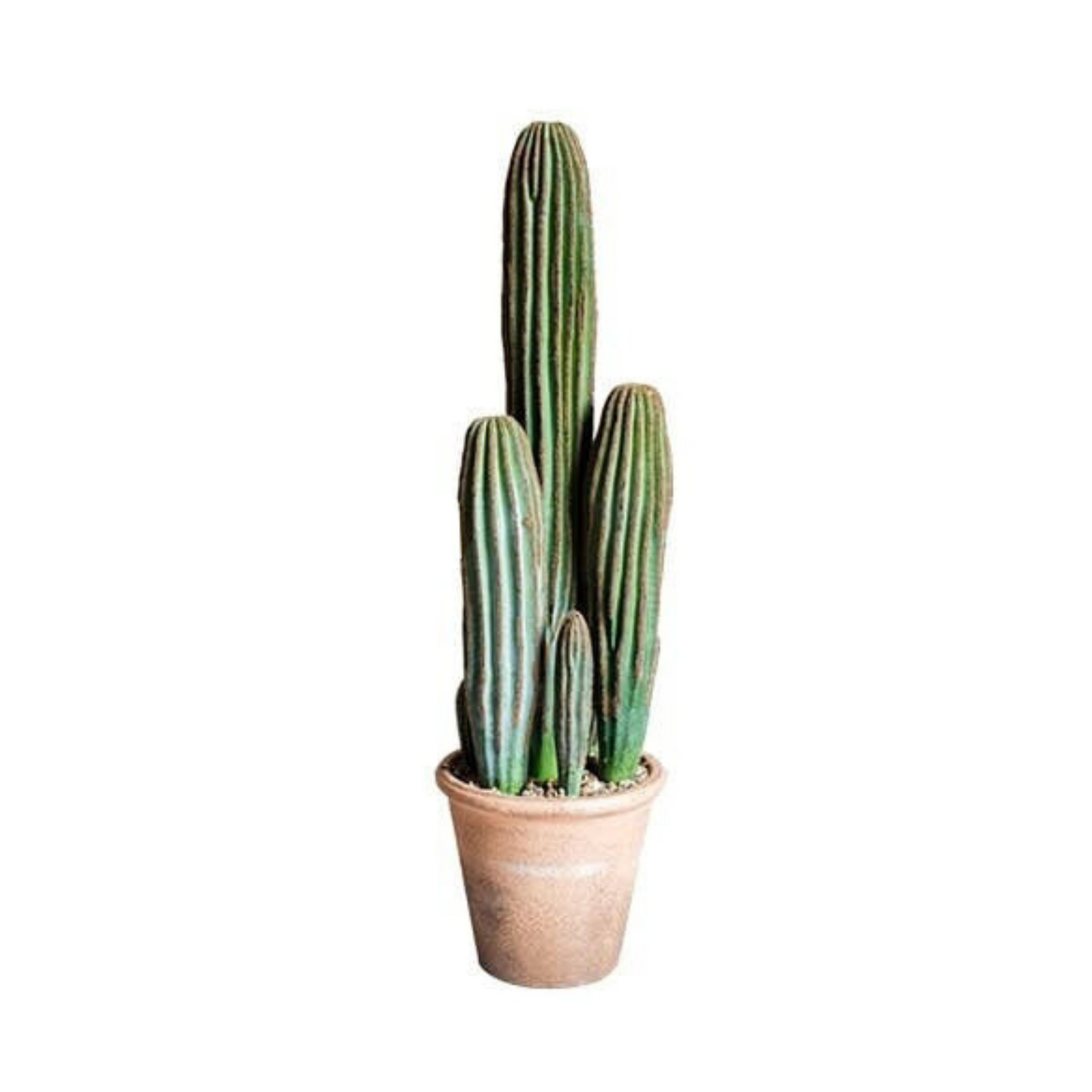 Columnar Cactus | Large