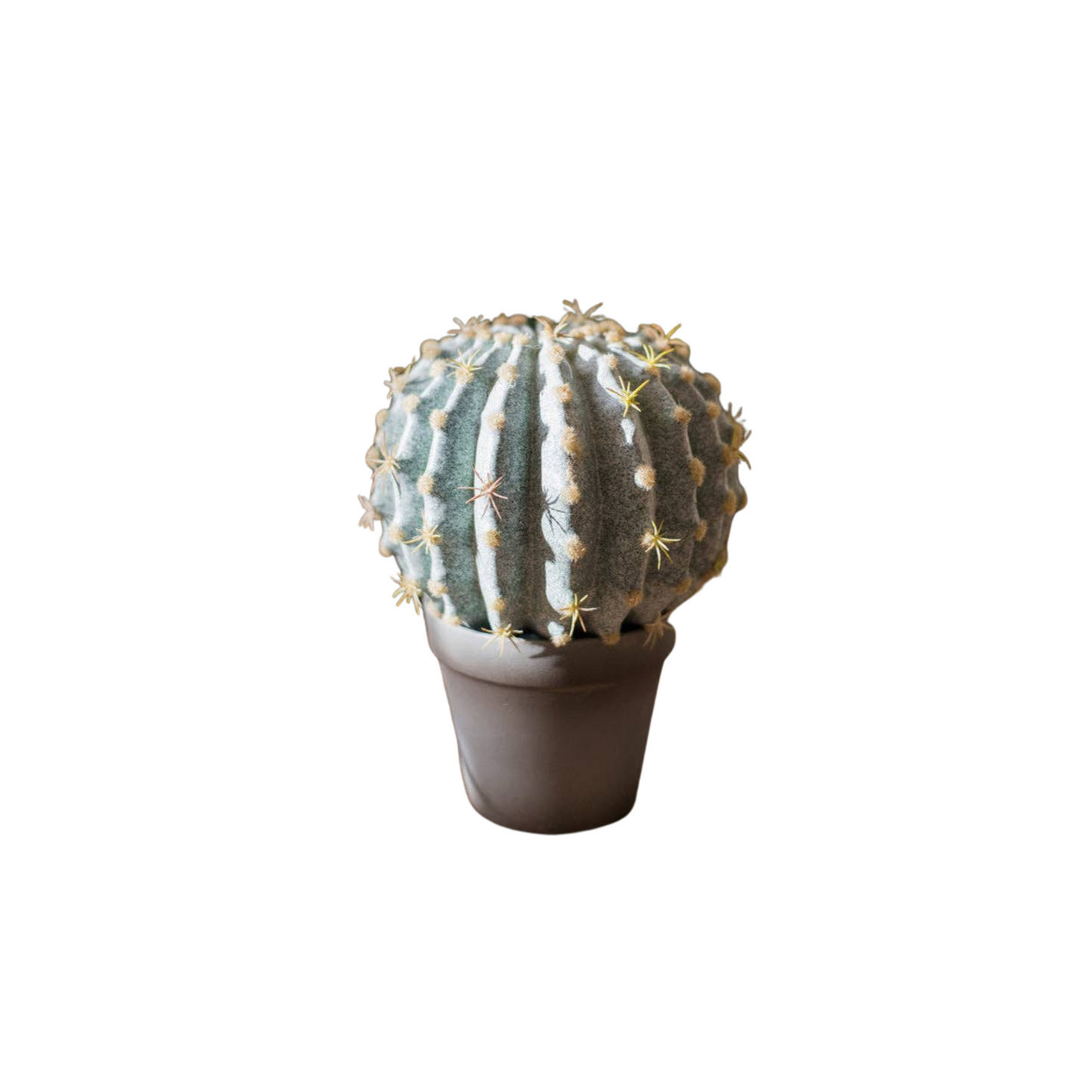 Potted Cactus Ball | Small