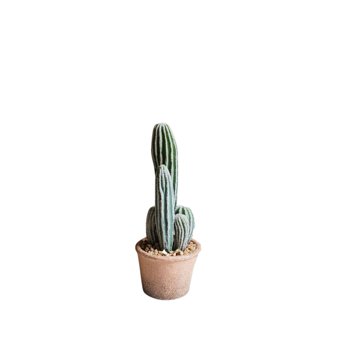 Columnar Cactus | Small