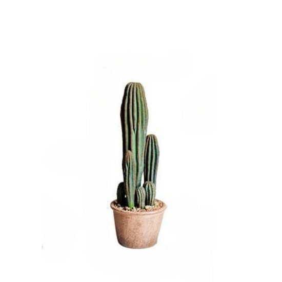 Columnar Cactus | Medium