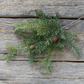 Douglas Fir Spray with Cones | 19"