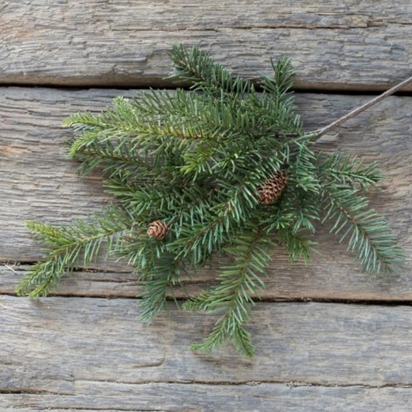 Douglas Fir Spray with Cones | 19"