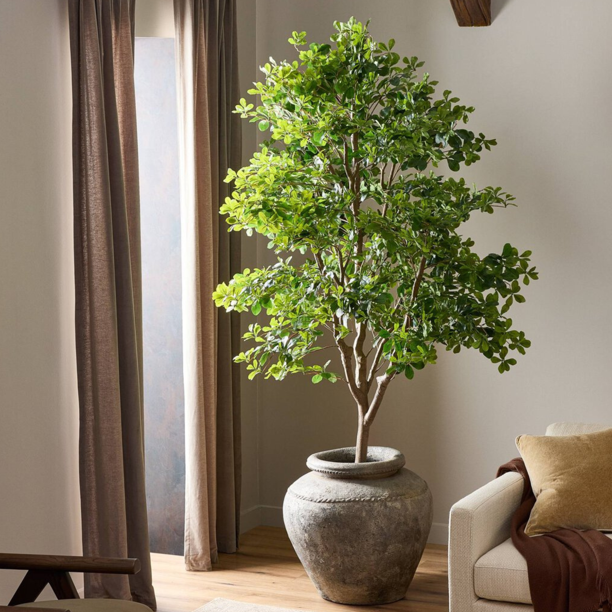 Aralia Tree | 8'